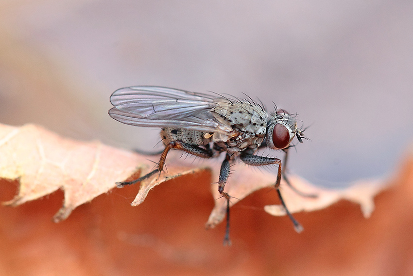 Coenosia tigrina?